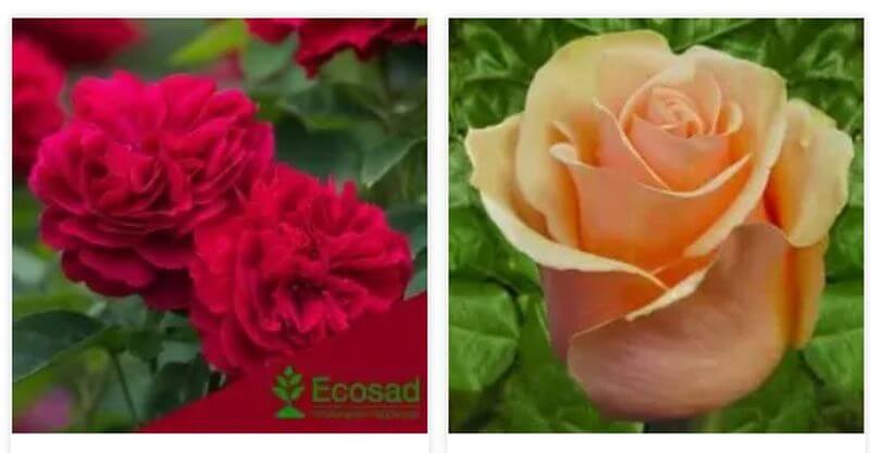 Купить саженцы роз: выбор, уход, высадка и другие важные аспекты