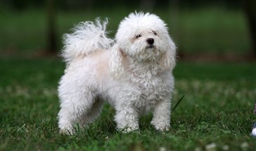 Реакции на лекарства у животных: как распознать побочные эффекты