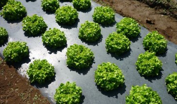 Мульчирование: лайфхаки для занятого огородника